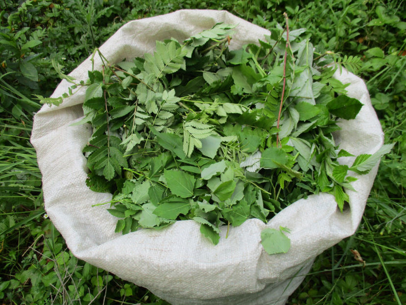 Sacul cu frunzis la Alpne-fk87 - PLANTE SI FRUNZE DE ARBORI IN HRANA CAPRELOR
