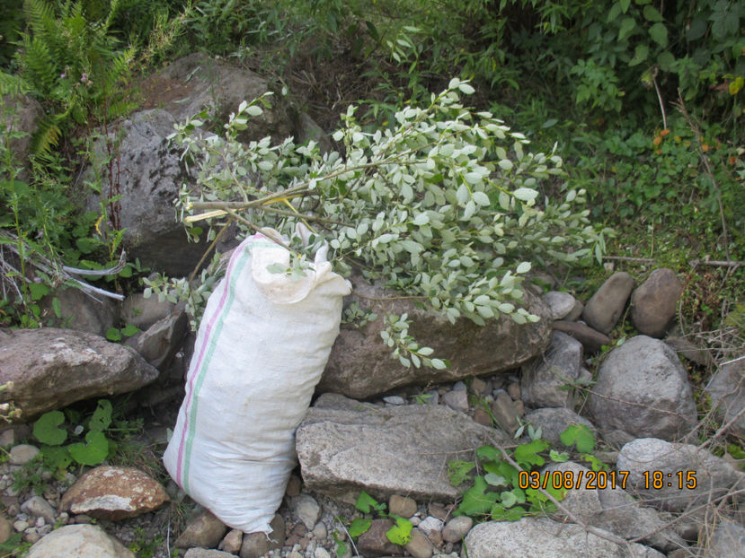 Sacul este plin deja,,, - PLANTE SI FRUNZE DE ARBORI IN HRANA CAPRELOR