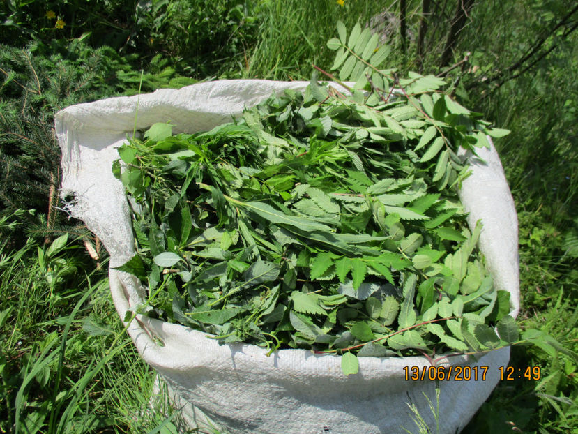 Sacul meu cu frunze-63d - PLANTE SI FRUNZE DE ARBORI IN HRANA CAPRELOR