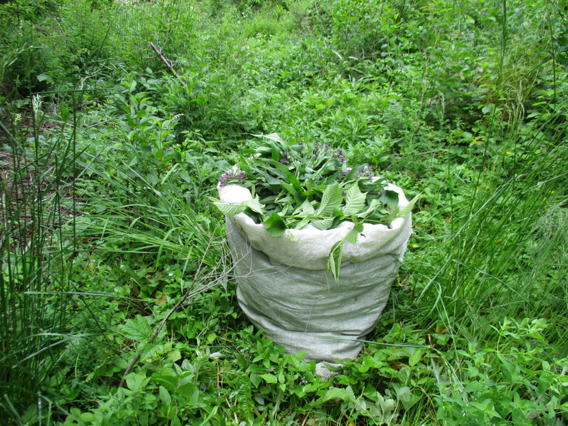 Sacul meu la capre-6hg - PLANTE SI FRUNZE DE ARBORI IN HRANA CAPRELOR