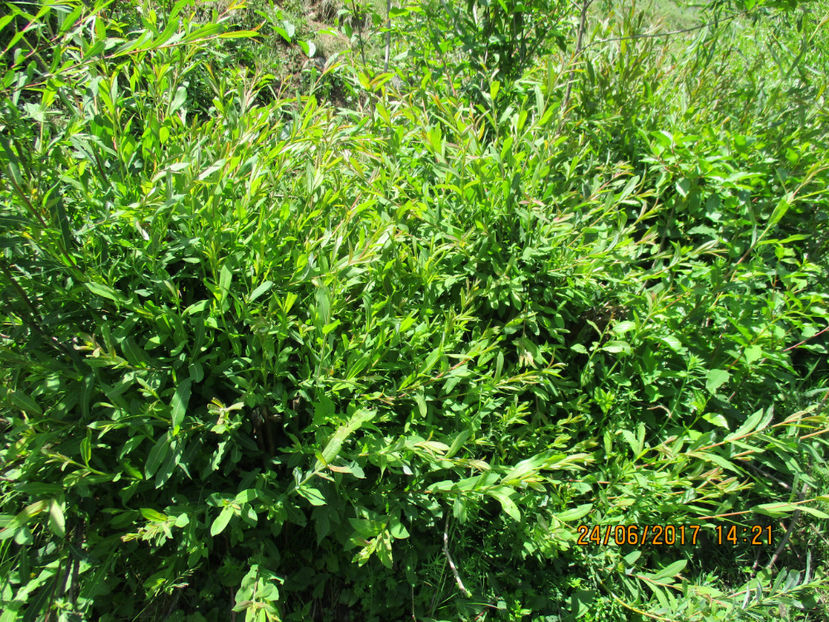 Salcie-rosie cruda lujeri-b78 - PLANTE SI FRUNZE DE ARBORI IN HRANA CAPRELOR