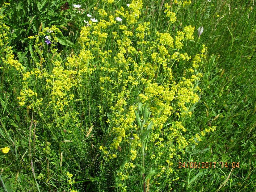 Sanzaiene-galbene-3 - PLANTE SI FRUNZE DE ARBORI IN HRANA CAPRELOR