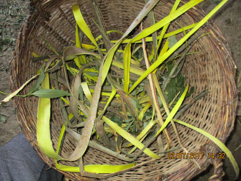 Scoarta de salcie la Alpine-6hh - PLANTE SI FRUNZE DE ARBORI IN HRANA CAPRELOR