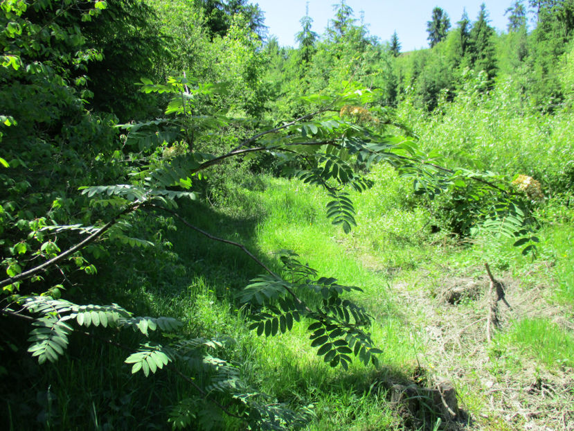 Scorus de munte-5g8 - PLANTE SI FRUNZE DE ARBORI IN HRANA CAPRELOR