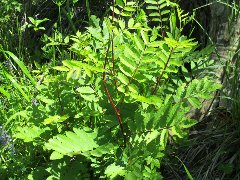 Scorus fraged - PLANTE SI FRUNZE DE ARBORI IN HRANA CAPRELOR