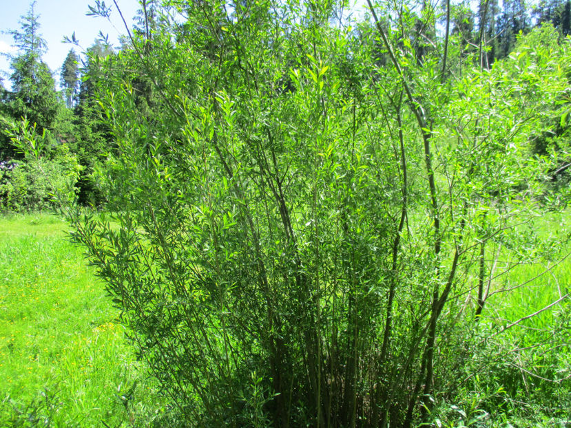 Slacia rosie-n67 - PLANTE SI FRUNZE DE ARBORI IN HRANA CAPRELOR