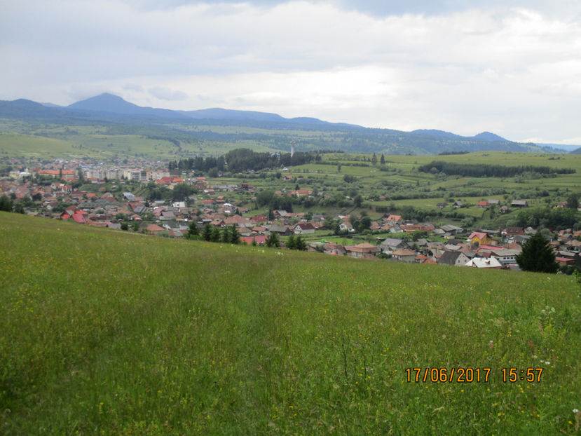 Spre locul cu frunze la capre,,, - PLANTE SI FRUNZE DE ARBORI IN HRANA CAPRELOR