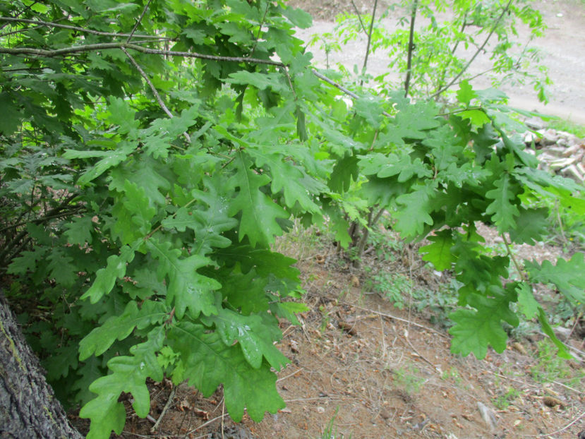 Stejar bine crescut - PLANTE SI FRUNZE DE ARBORI IN HRANA CAPRELOR