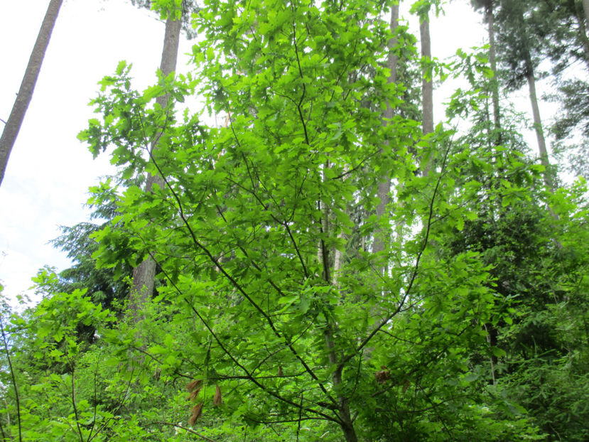 Stejat frumos-up6 - PLANTE SI FRUNZE DE ARBORI IN HRANA CAPRELOR