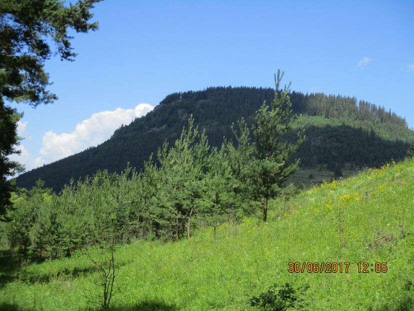 Tarnita si pini frumosi - PLANTE SI FRUNZE DE ARBORI IN HRANA CAPRELOR