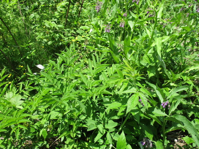 Tataneasa si Angelica-5 - PLANTE SI FRUNZE DE ARBORI IN HRANA CAPRELOR