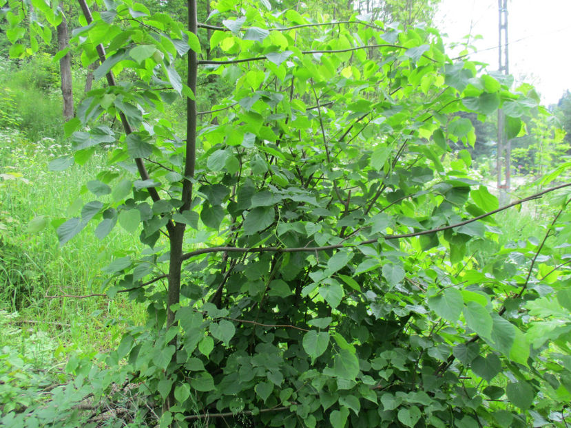 Tei tanar fraged - PLANTE SI FRUNZE DE ARBORI IN HRANA CAPRELOR