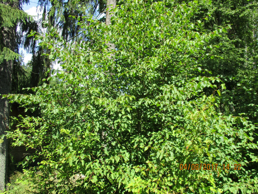 Teiul lui Eminescu-1 - PLANTE SI FRUNZE DE ARBORI IN HRANA CAPRELOR