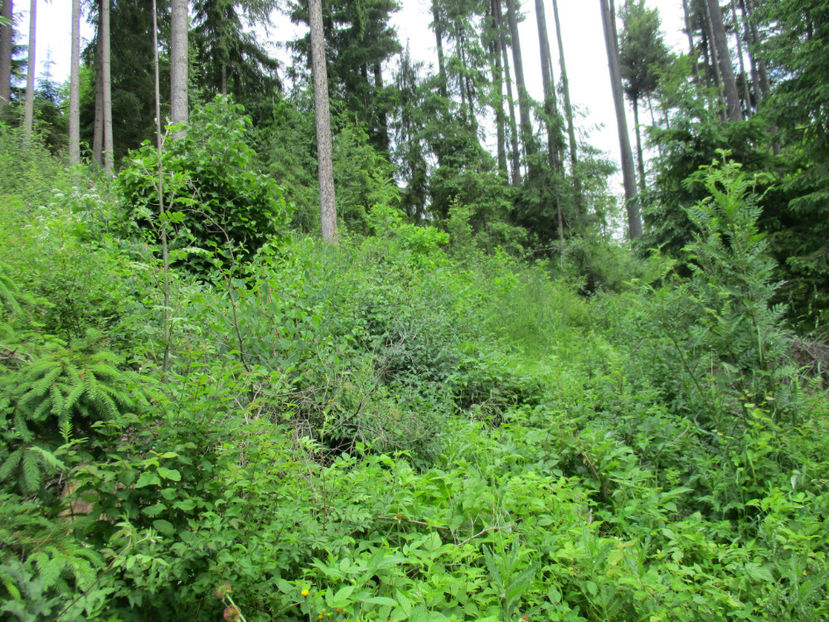 tot ce vrei pt capre - PLANTE SI FRUNZE DE ARBORI IN HRANA CAPRELOR