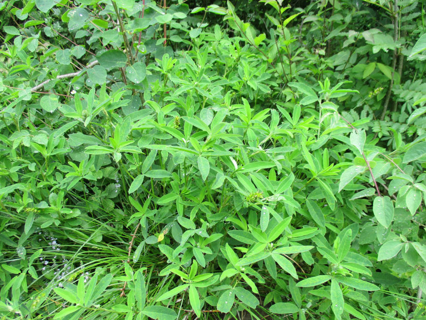 trifoi de padure gras-1 - PLANTE SI FRUNZE DE ARBORI IN HRANA CAPRELOR
