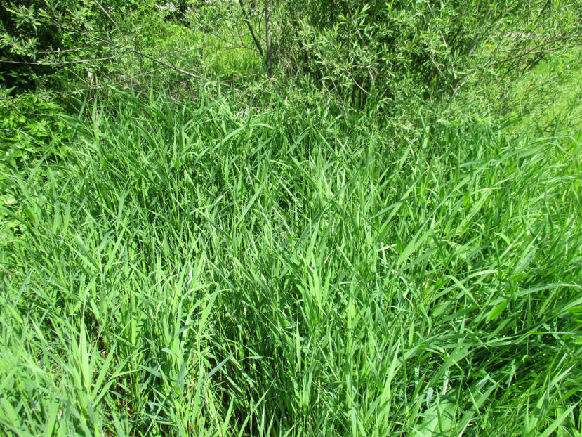 Un fel de pir(graminee) - PLANTE SI FRUNZE DE ARBORI IN HRANA CAPRELOR