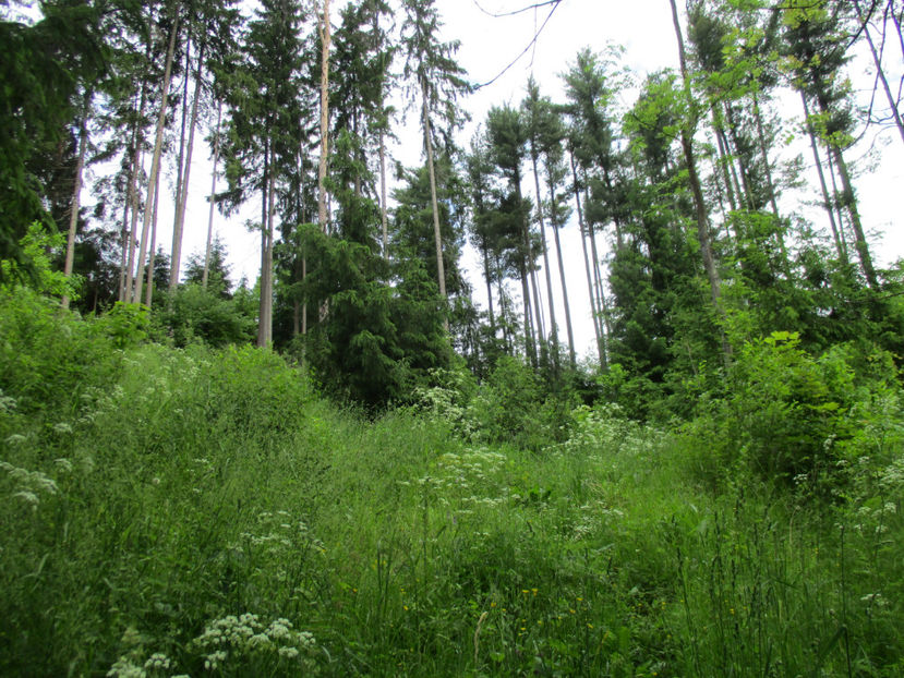 Vegetatie variata pt capre - PLANTE SI FRUNZE DE ARBORI IN HRANA CAPRELOR
