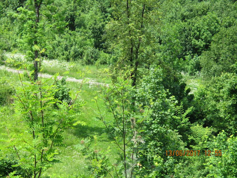 Verdele padurii-u87 - PLANTE SI FRUNZE DE ARBORI IN HRANA CAPRELOR