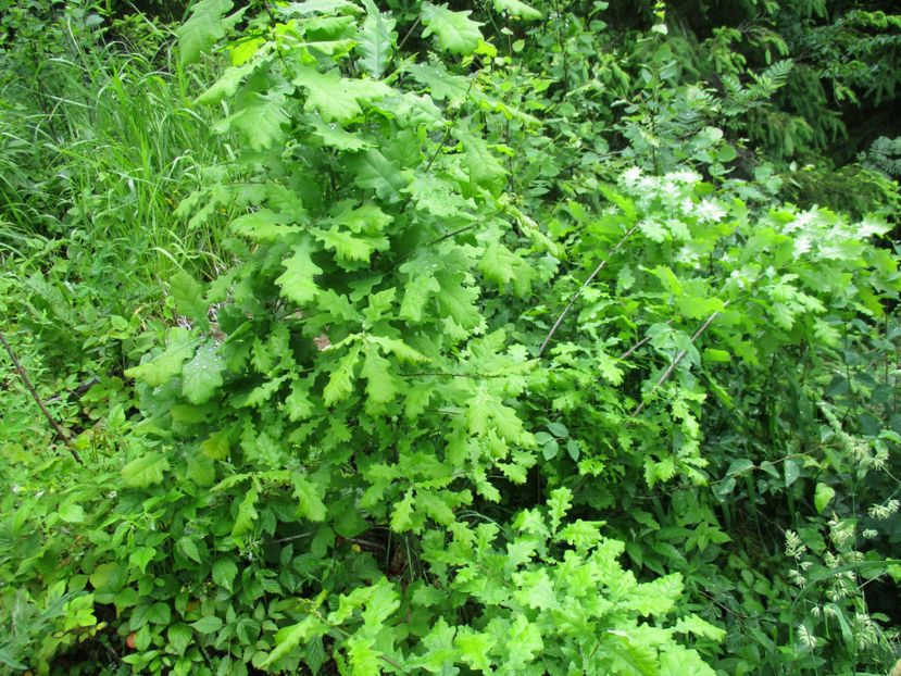 Verdele stejarului-74 - PLANTE SI FRUNZE DE ARBORI IN HRANA CAPRELOR