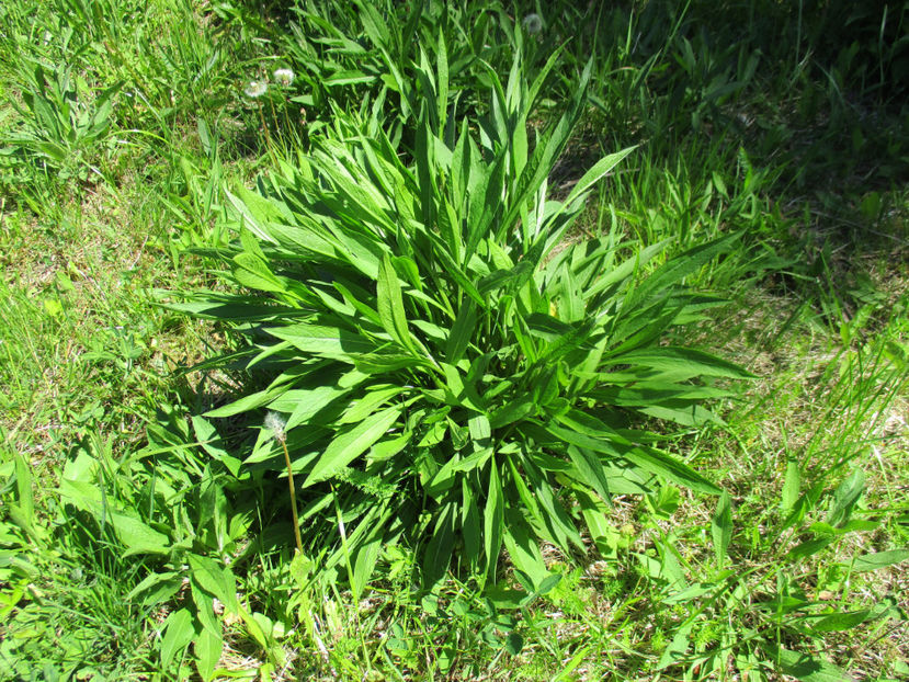 Vinetica inca neinflorita - PLANTE SI FRUNZE DE ARBORI IN HRANA CAPRELOR