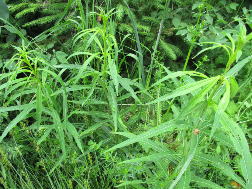Zburatoare inca neainflorita - PLANTE SI FRUNZE DE ARBORI IN HRANA CAPRELOR