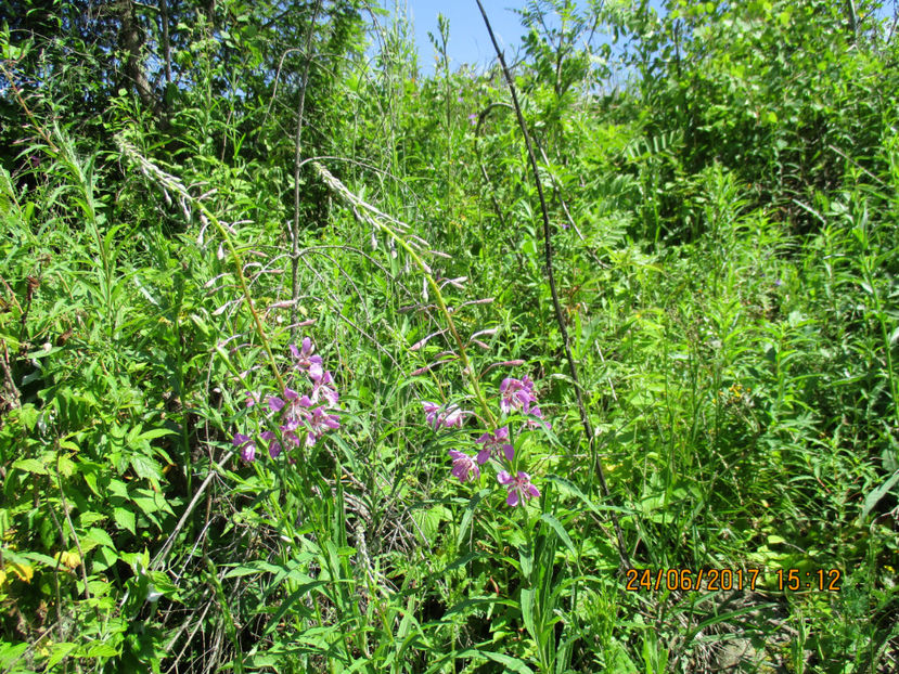 Zburatoare inflorita-cr5 - PLANTE SI FRUNZE DE ARBORI IN HRANA CAPRELOR