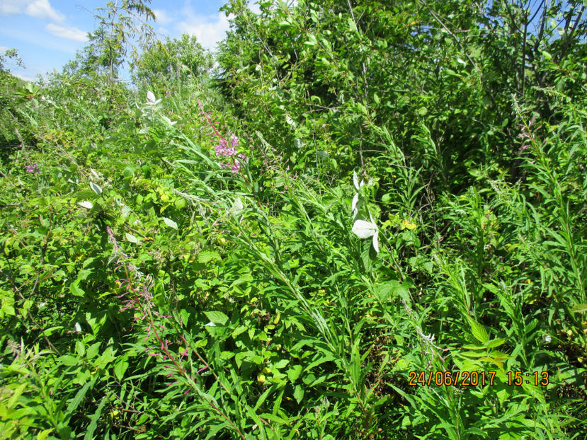Zburatoare si zmeurus - PLANTE SI FRUNZE DE ARBORI IN HRANA CAPRELOR