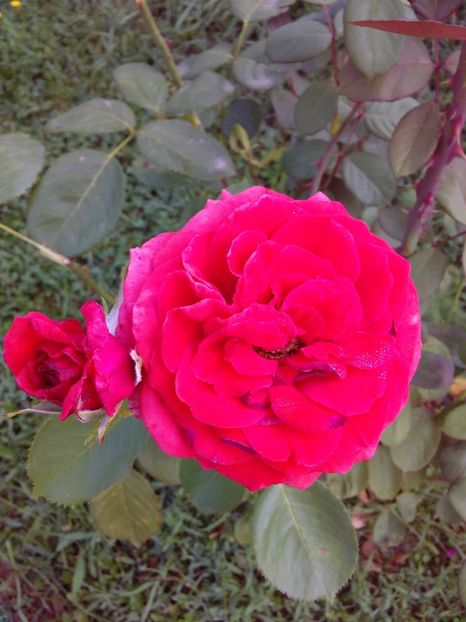  - TRANDAFIRI 2017_2018