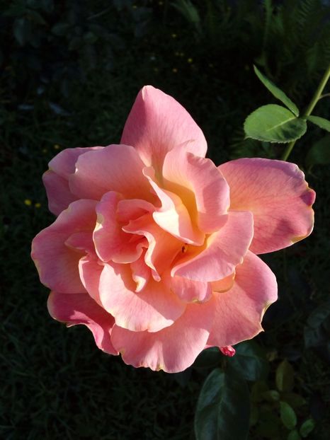  - TRANDAFIRI 2017_2018