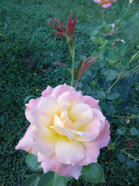  - TRANDAFIRI 2017_2018