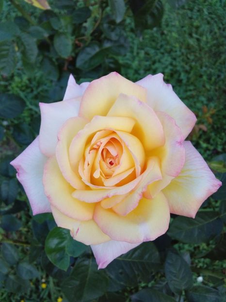  - TRANDAFIRI 2017_2018