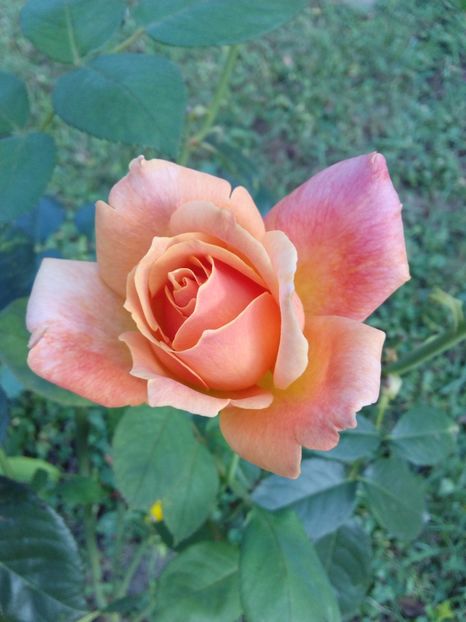  - TRANDAFIRI 2017_2018