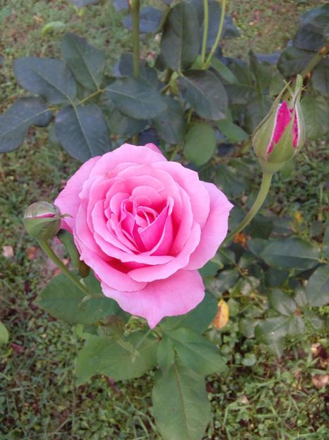  - TRANDAFIRI 2017_2018