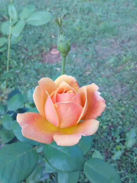  - TRANDAFIRI 2017_2018