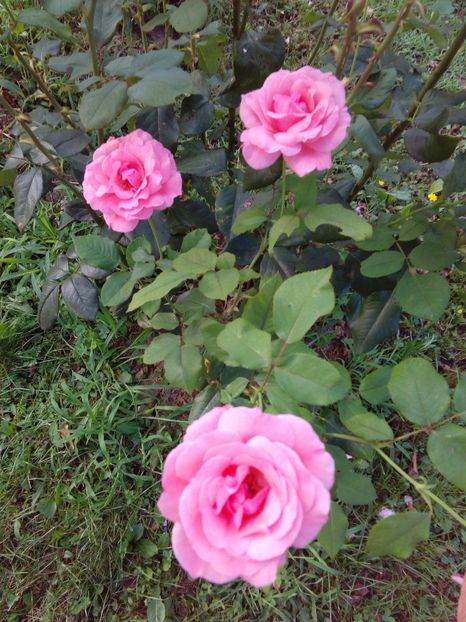  - TRANDAFIRI 2017_2018