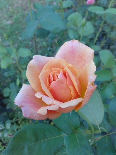  - TRANDAFIRI 2017_2018