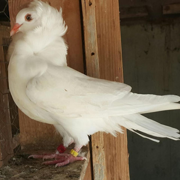  - a-Pui Capucini 2017