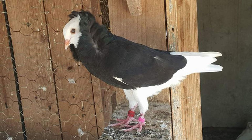  - a-Pui Capucini 2017