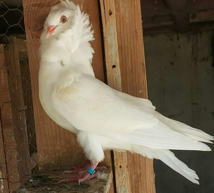  - a-Pui Capucini 2017