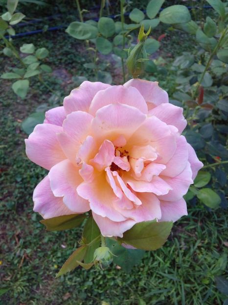  - TRANDAFIRI 2017_2018