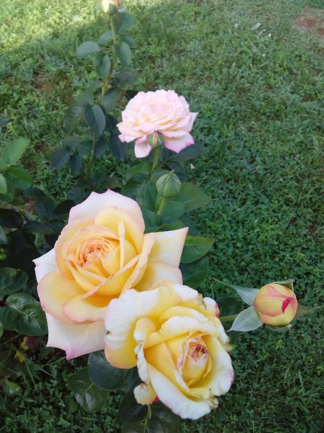  - TRANDAFIRI 2017_2018