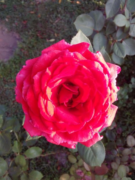  - TRANDAFIRI 2017_2018