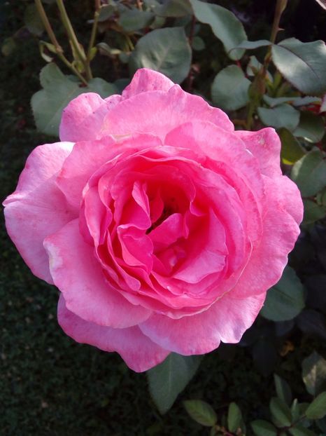  - TRANDAFIRI 2017_2018