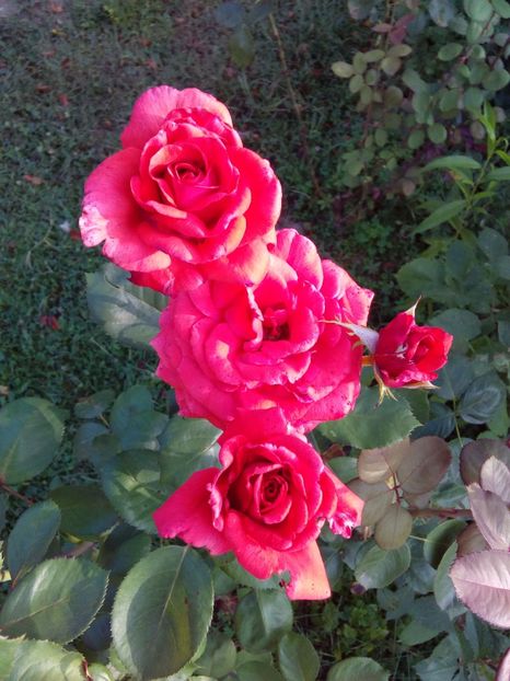  - TRANDAFIRI 2017_2018