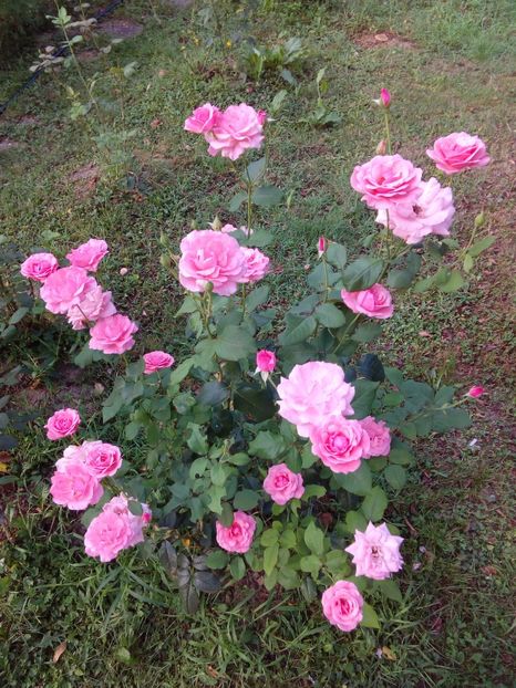  - TRANDAFIRI 2017_2018