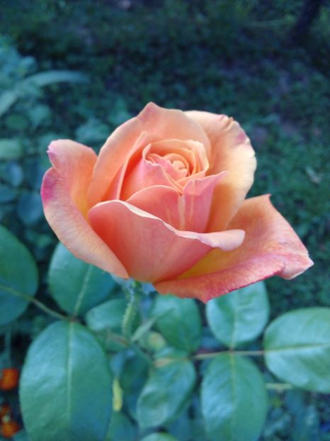  - TRANDAFIRI 2017_2018