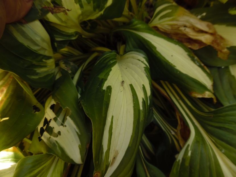  - 000 hosta