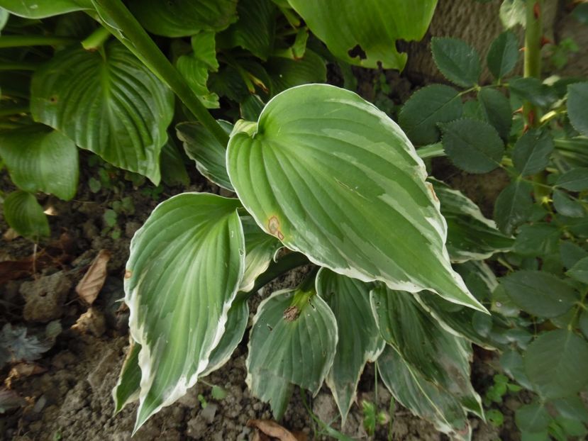  - 000 hosta