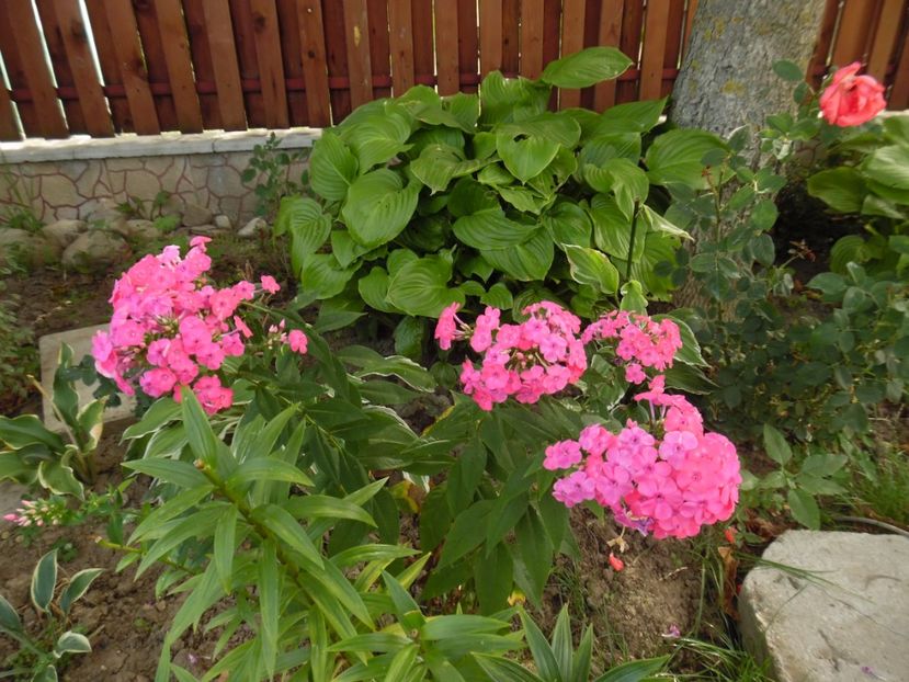  - 000 Phlox si Delphinium