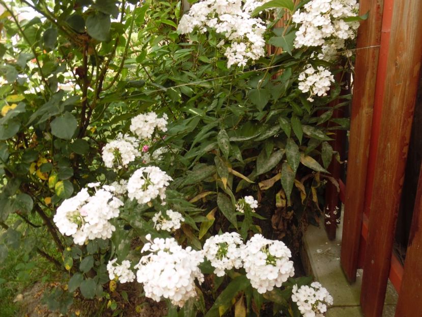  - 000 Phlox si Delphinium